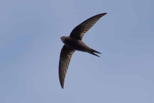 chimney swift in flight