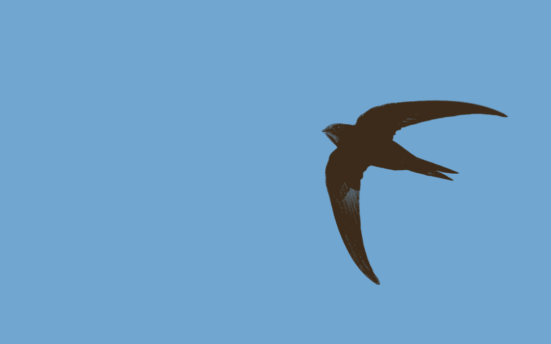 What You Need to Know About Chimney Swifts