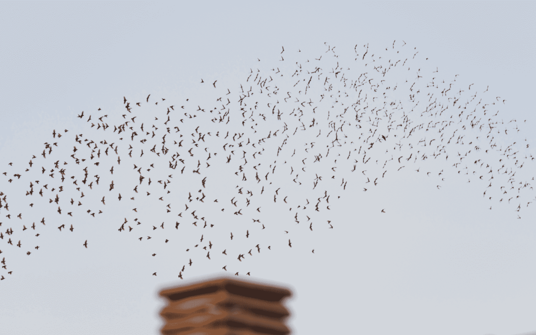 A flock of birds fly over a chimney