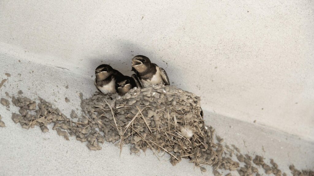 Chimney Swift Nest