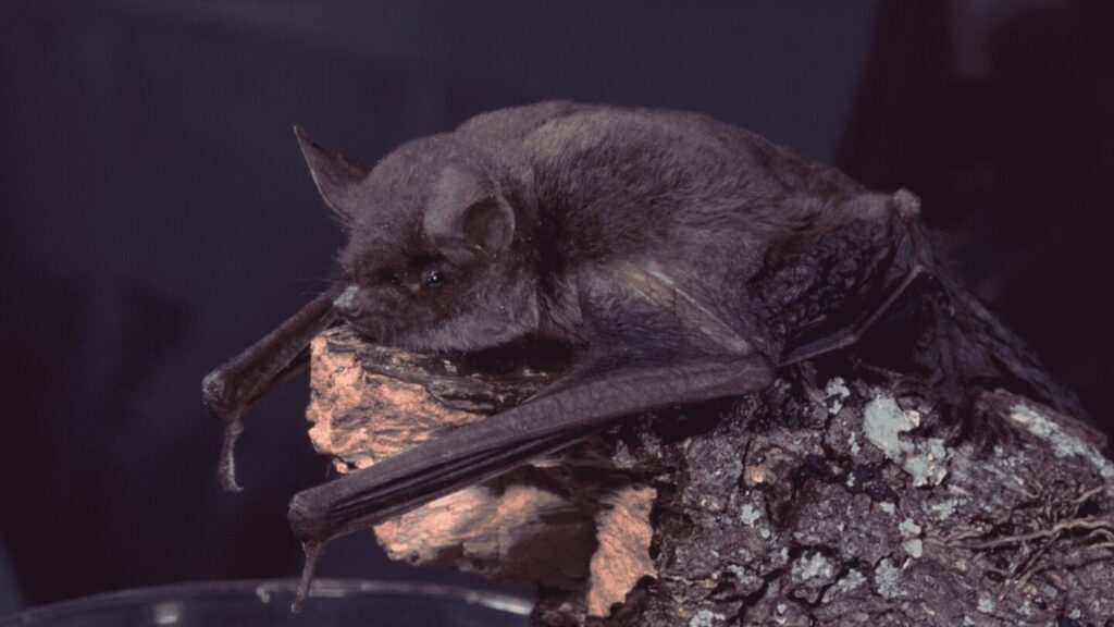 Little Brown Bat