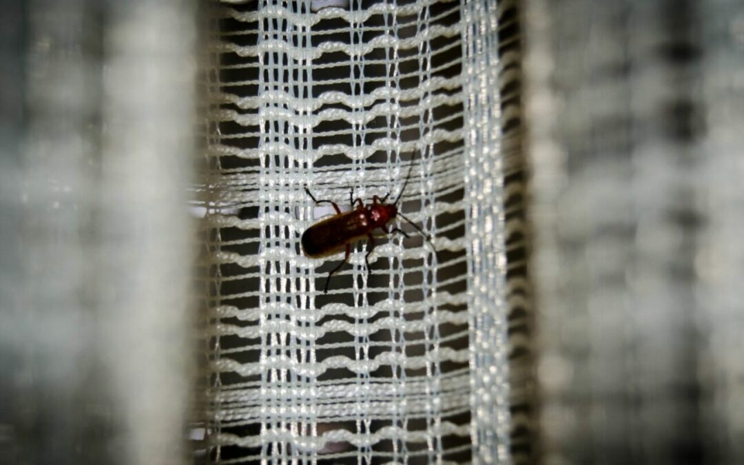 A bug crawls across a screen, raising the questions about how to prevent bugs from coming through your air conditioner vents