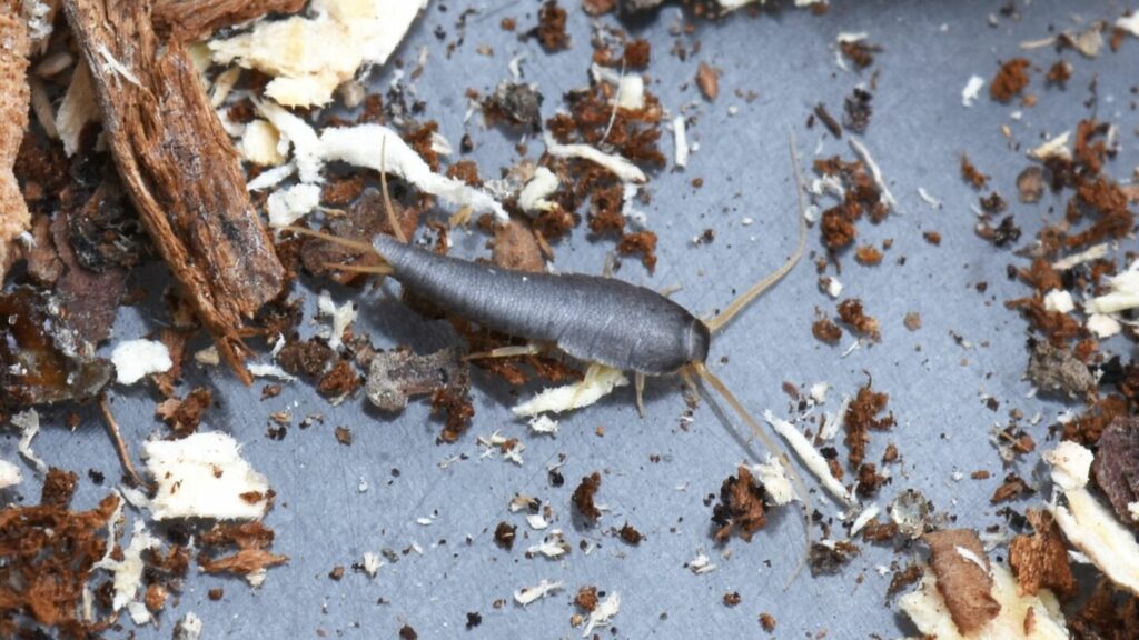 A silverfish crawls on the ground, making a homeowner wonder how to prevent bugs from coming through your air conditioner - Bugs in AC Vents