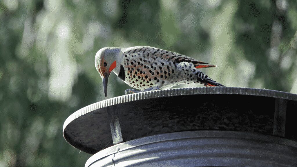 bird on chimney cap installation